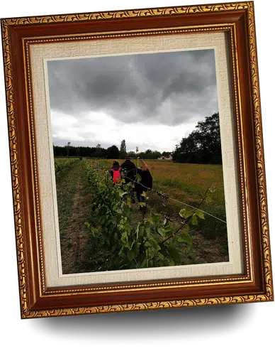 De la vigne au vin, jeu de piste à Cheverny