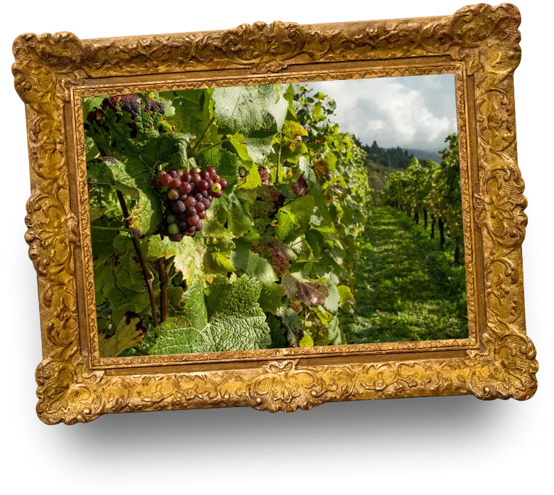 De la vigne au vin, un jeu Cap Découvertes